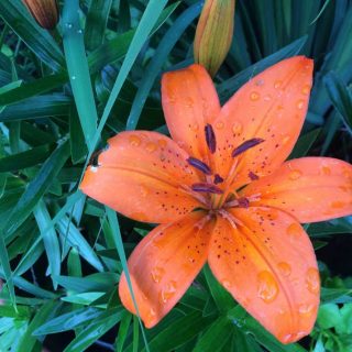 Day Lily