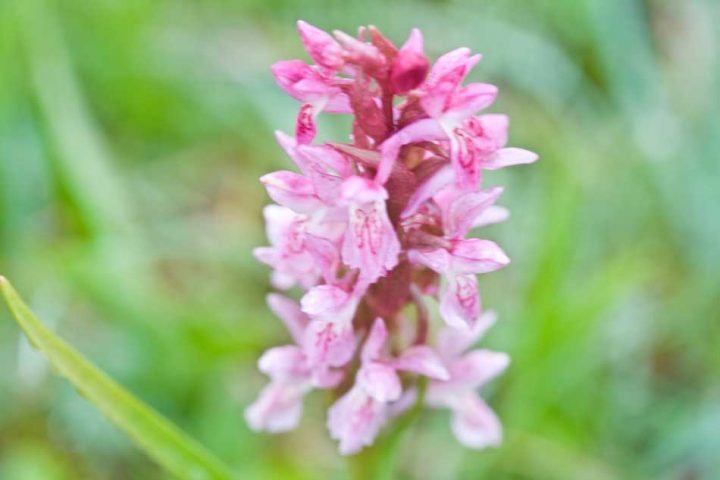 Early Marsh Orchid