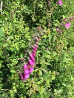 Foxglove