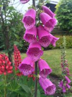 Foxglove
