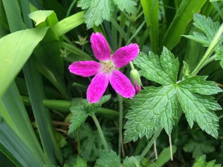 Geranium