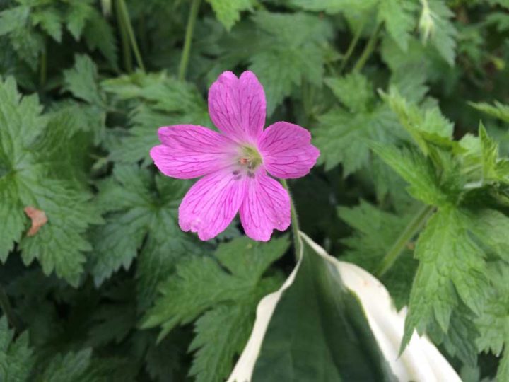 Geranium