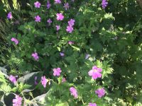 Geraniums