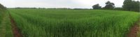 Grassy Fields