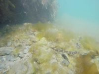 Greater Pipefish