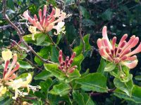 Honeysuckle