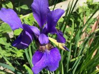 Iris