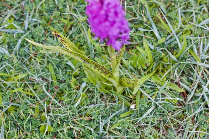 Leopard Marsh Orchid