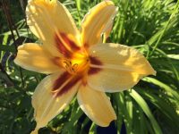 Lily