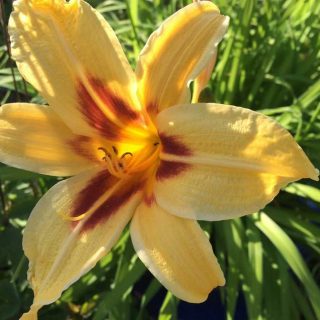 Lily
