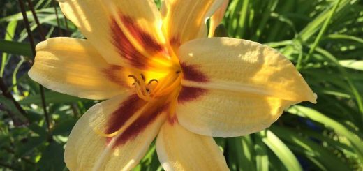 Lily