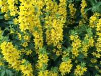 Loosestrife