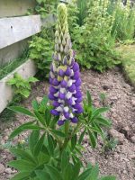 Lupin