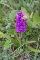 Marsh Orchid