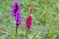 Marsh Orchids