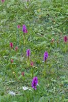 Marsh Orchids Everywhere