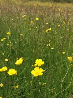 Meadow