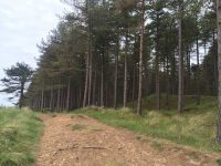Newborough Forest