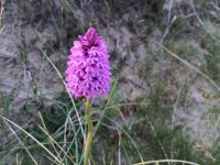 Orchid