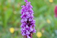 Marsh Orchid