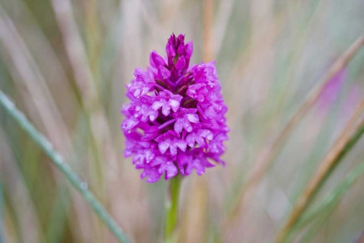 Orchid