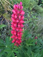 Pink Lupin