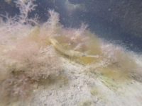 Pipefish