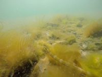 Pipefish