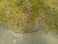 Pipefish