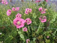 Poppies