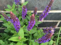 Purple Flowers