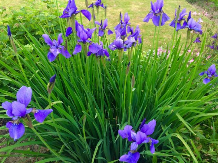 Purple Iris