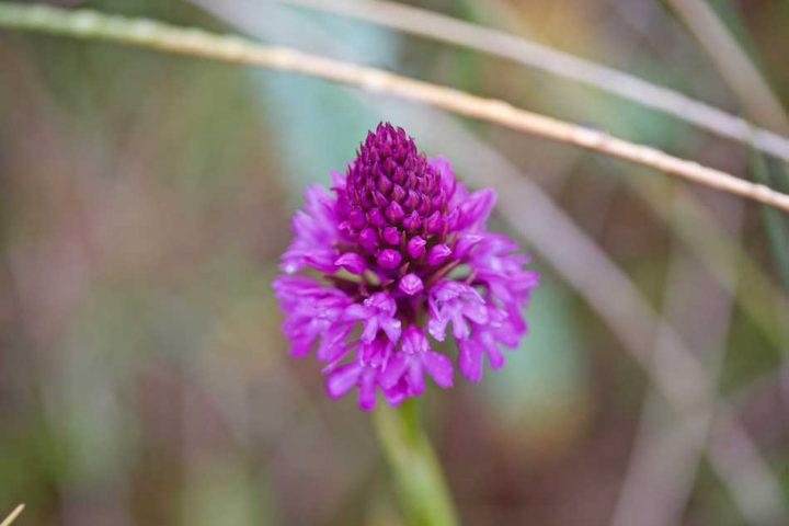 Pyramidal Orchid