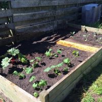 Raised Bed