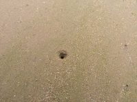 Razor Clam Burrow