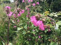 Red Campion