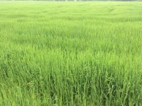 Sea of Green
