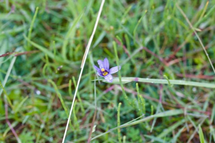 Shore Blue-eyed Grass