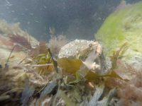 Spider Crab