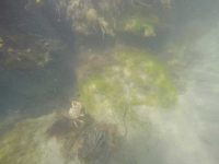 Spider Crab and Pipefish
