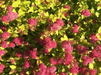 Spirea