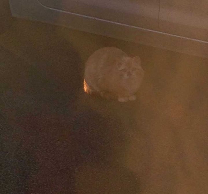 Stray Cat