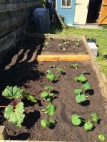 Veg Patch