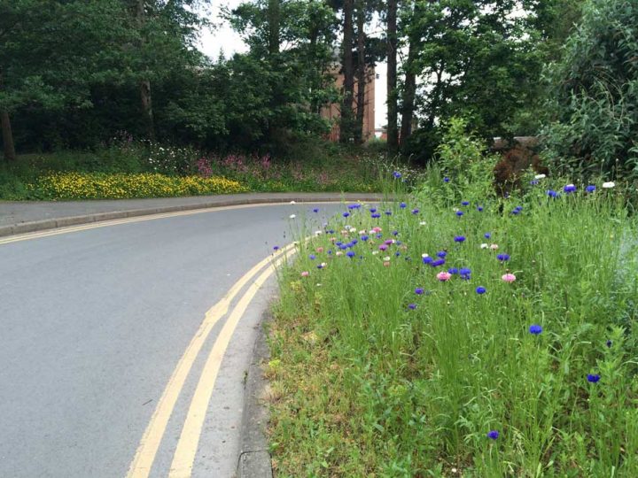 Wildflower Verges