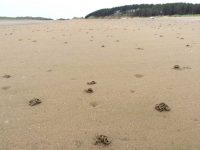 Worm Casts