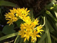Yellow Aliums