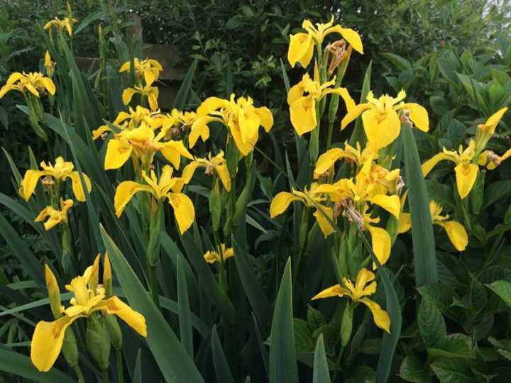 Yellow Flag Iris