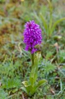 Orchid