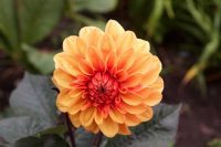 Dahlia