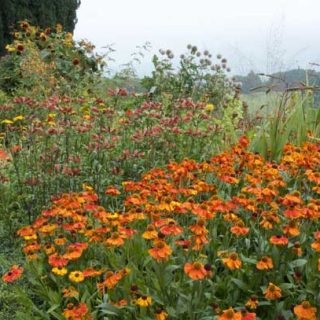 Flower Borders